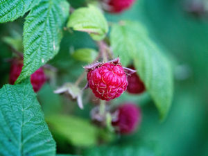 Kruidenworkshop Wildplukken in de stad