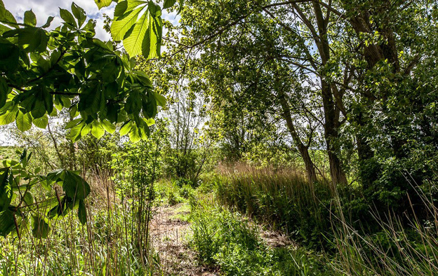 [:nl]Voedselbos in eigen tuin[:]