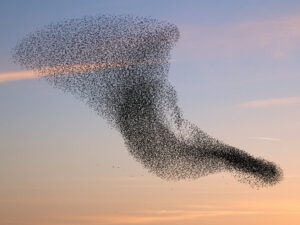 OP WOLKEN LOPEN IN DE WERELD OP ZIJN KOP - Light Tribe