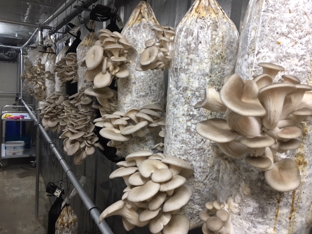 Workshop Kweekzakken maken met Wieger de Leur van Fungi Factory