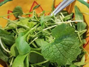 Wildplukwandeling door Rijnvliet met Fem´s Food op 5 & 6 april